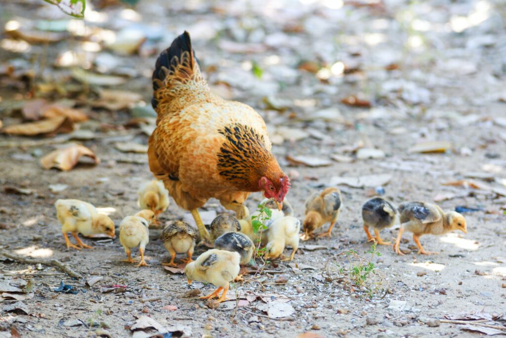  Poultry Farming